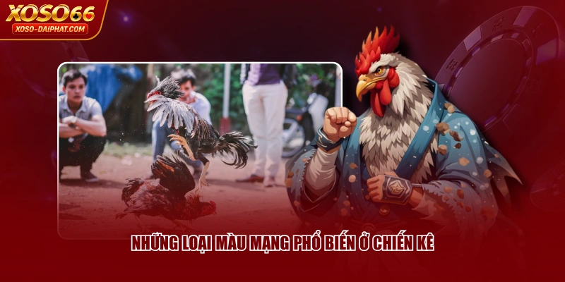 Những loại màu mạng phổ biến ở chiến kê