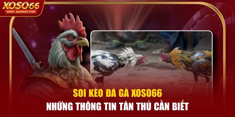 Soi Kèo Đá Gà XOSO66 - Những Thông Tin Tân Thủ Cần Biết